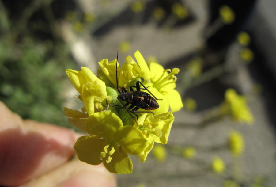 Miridae: giovane d Horistus cf orientalis della Sicilia (PA)